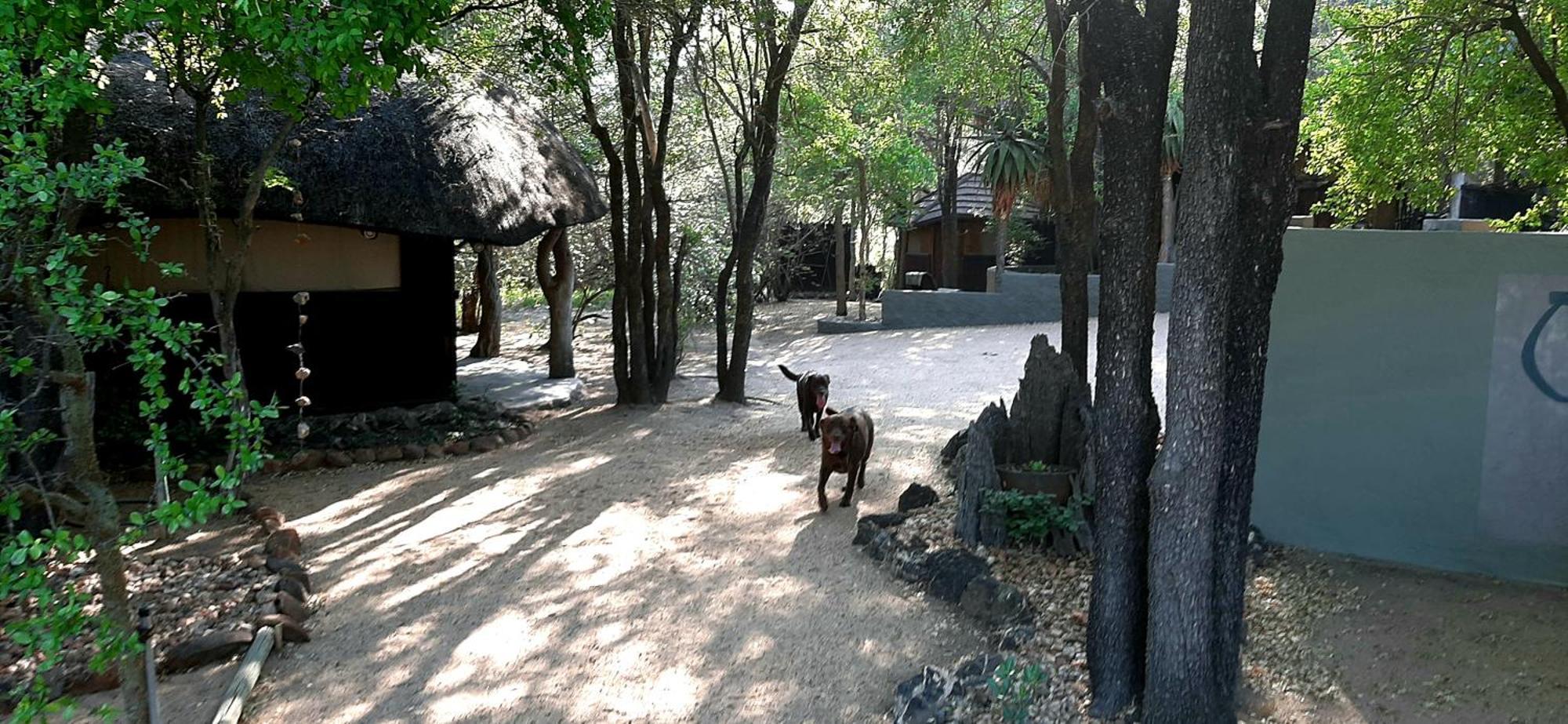 Off Beat Safaris Bush Lodge Hoedspruit Exteriér fotografie